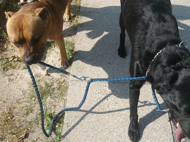 Blanding af racer baloo billede 7