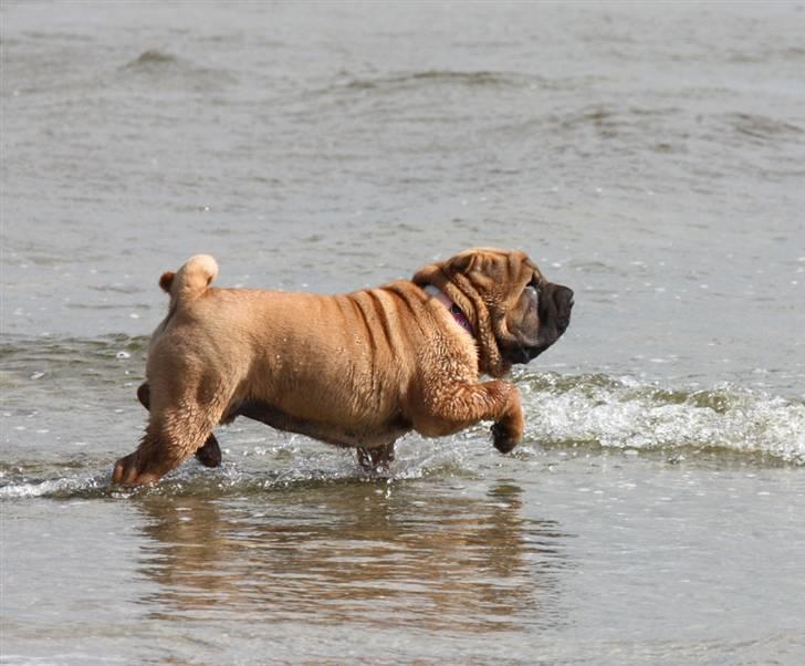 Shar pei Hulliga-Hulda billede 12