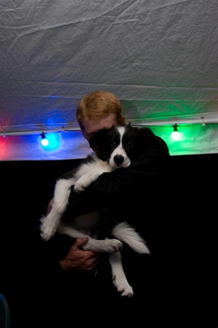 Border collie Alto - Alto med til fest billede 12