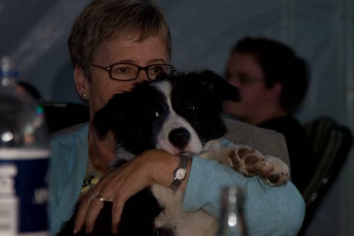 Border collie Alto - han fandt dog hurtig ud af hvem der ville hygge billede 13