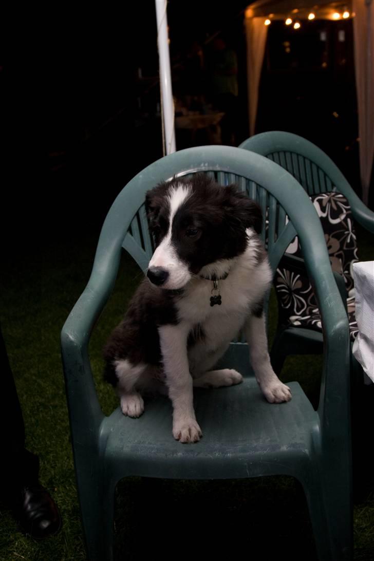 Border collie Alto - stadig til fest... klar til grill pølser billede 14