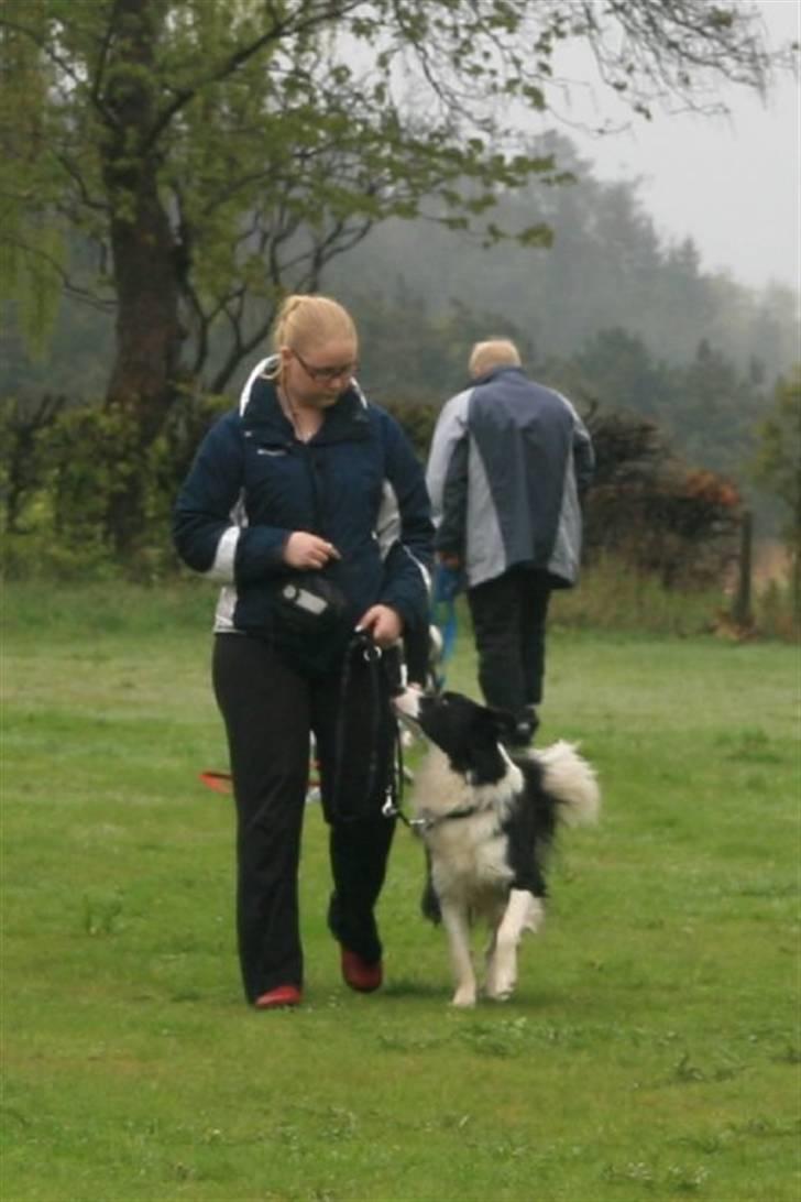 Border collie Alto - træning. motivation fortsætter. DKK basballe billede 15