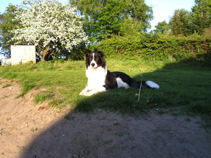 Border collie Alto billede 16
