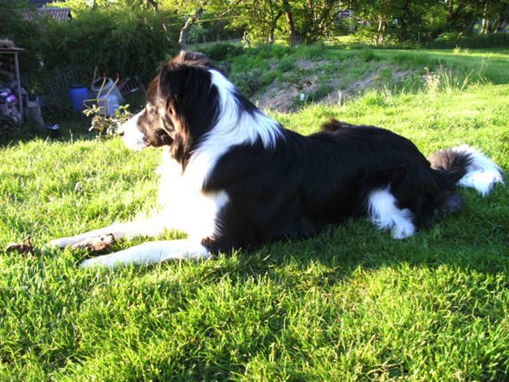 Border collie Alto billede 17