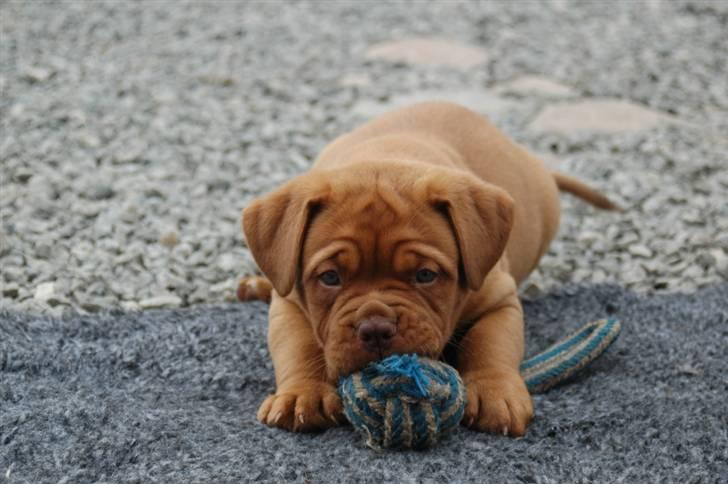 Dogue de bordeaux Shadow of Oak Ciluca billede 1