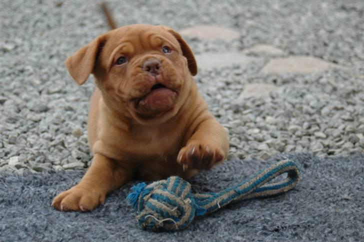 Dogue de bordeaux Shadow of Oak Ciluca billede 2