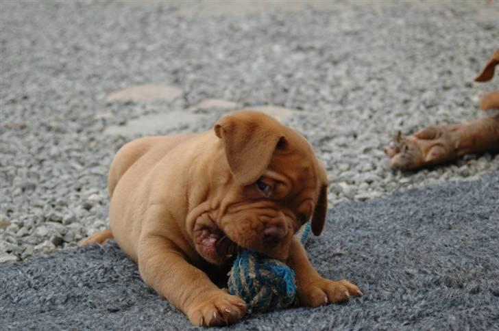 Dogue de bordeaux Shadow of Oak Ciluca billede 3