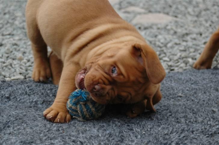 Dogue de bordeaux Shadow of Oak Ciluca billede 4