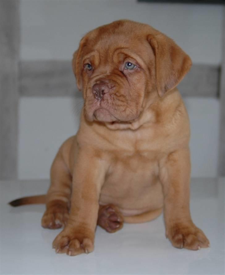 Dogue de bordeaux Shadow of Oak Ciluca billede 5
