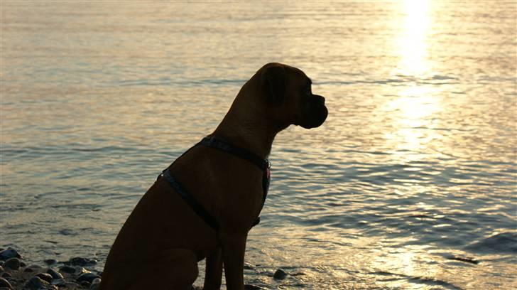 Boxer Martha - Aftenhygge ved stranden billede 13