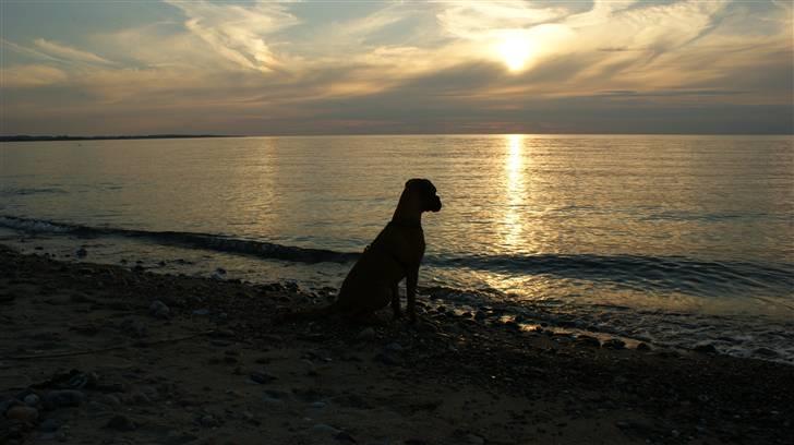 Boxer Martha - Martha nyder udsigten.....og freden ;O) billede 14