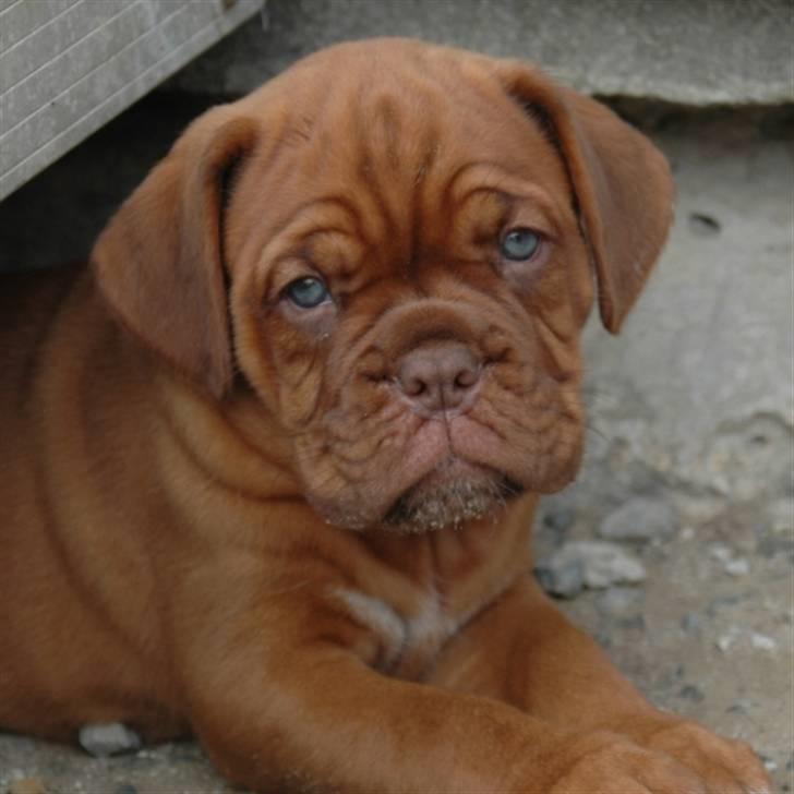 Dogue de bordeaux Shadow of Oak Dezmir billede 1