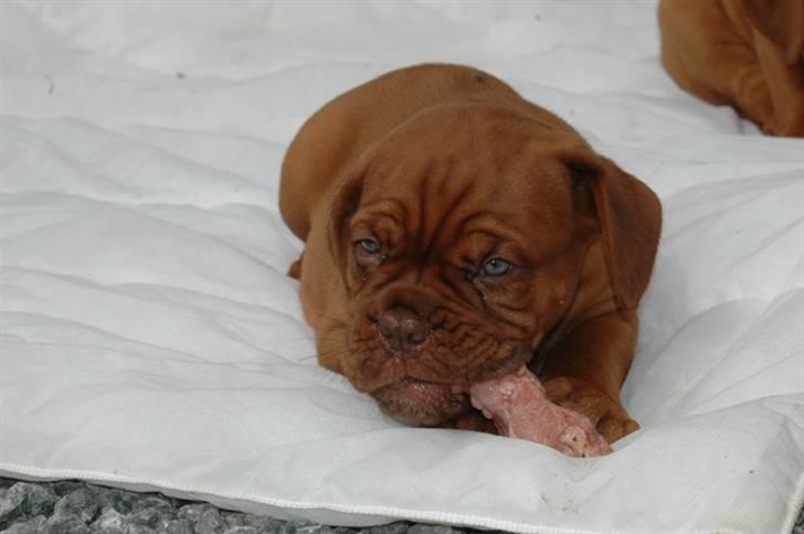 Dogue de bordeaux Shadow of Oak Dezmir billede 2