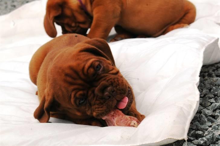 Dogue de bordeaux Shadow of Oak Dezmir billede 3