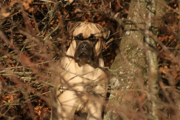 Bullmastiff Bullsaints`D The Name Of  R.I.P - Zorro 8 måneder. - 57 kg billede 1