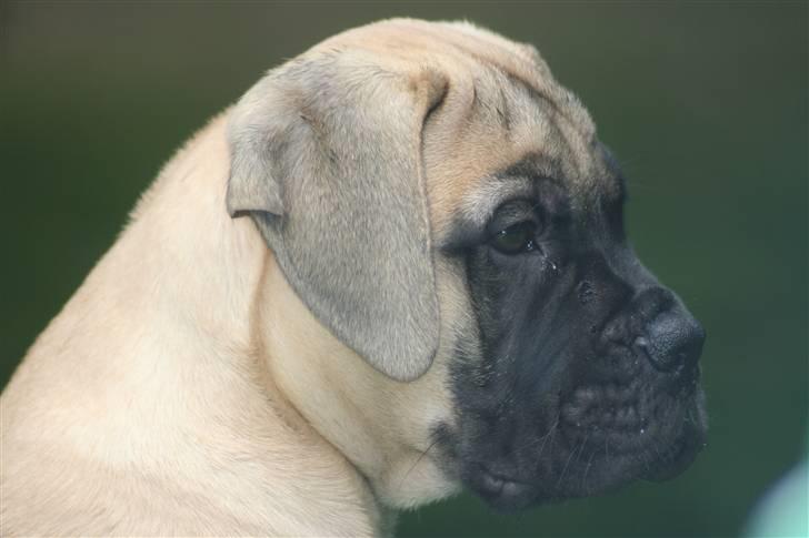 Bullmastiff Bullsaints`D The Name Of  R.I.P - 3 måneder. billede 2