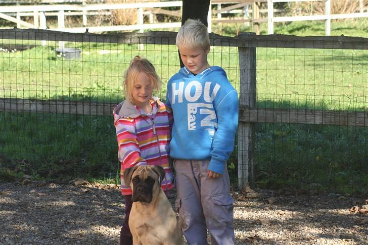 Bullmastiff Bullsaints`D The Name Of  R.I.P - 4½ måneder. billede 3