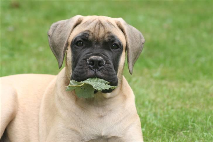 Bullmastiff Bullsaints`D The Name Of  R.I.P - 3 måneder. billede 4