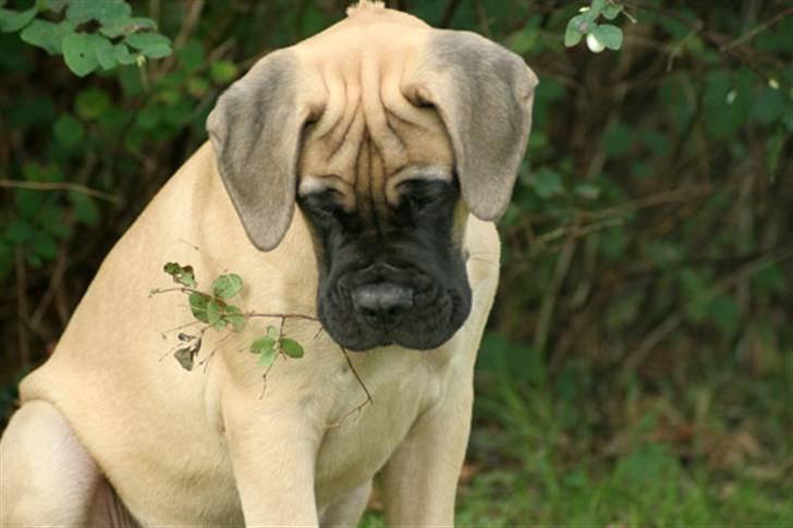 Bullmastiff Bullsaints`D The Name Of  R.I.P - 4 måneder. billede 5
