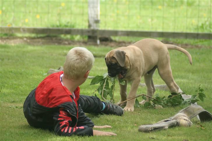 Bullmastiff Bullsaints`D The Name Of  R.I.P - Finn & Zorro 3 måneder billede 6
