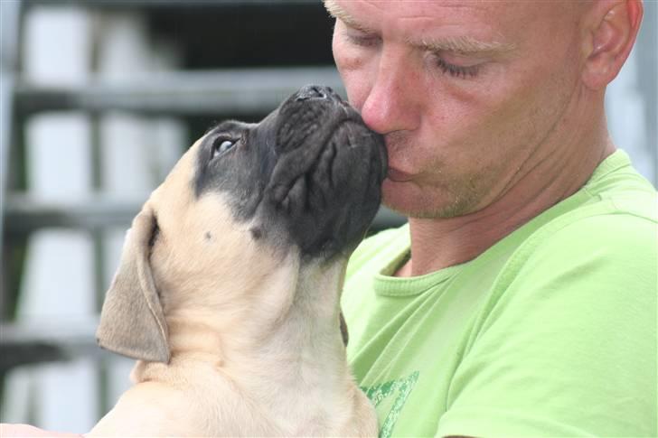 Bullmastiff Bullsaints`D The Name Of  R.I.P -  Zorro & Torben 12 uger billede 7