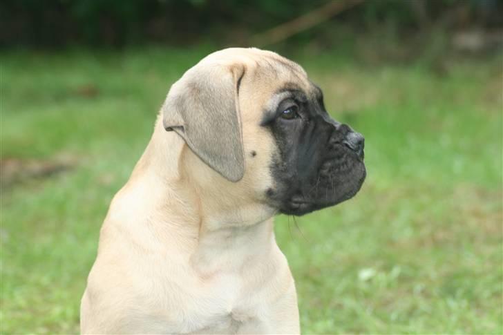 Bullmastiff Bullsaints`D The Name Of  R.I.P - 3 måneder. billede 8