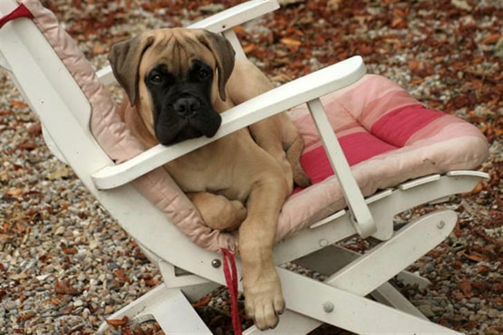 Bullmastiff Bullsaints`D The Name Of  R.I.P - 4 måneder. billede 9