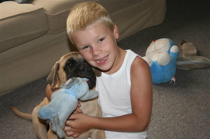 Bullmastiff Bullsaints`D The Name Of  R.I.P - Zorro & Finn billede 10
