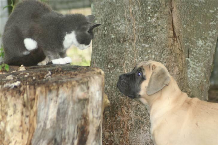 Bullmastiff Bullsaints`D The Name Of  R.I.P - Mulle & Zorro 3 måneder billede 11
