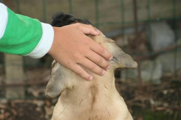 Bullmastiff Bullsaints`D The Name Of  R.I.P - 3 måneder. billede 12