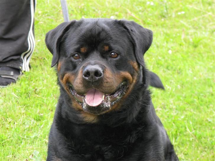 Rottweiler Zuma´s Don Benito billede 1