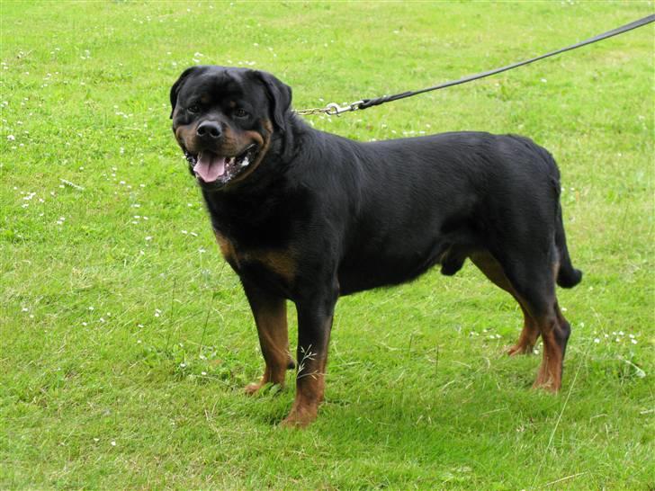 Rottweiler Zuma´s Don Benito billede 2