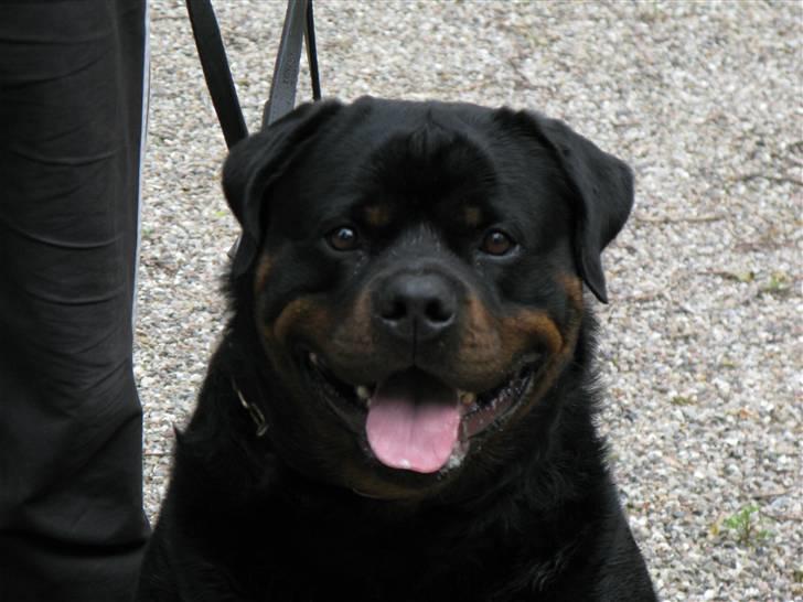 Rottweiler Zuma´s Don Benito billede 3