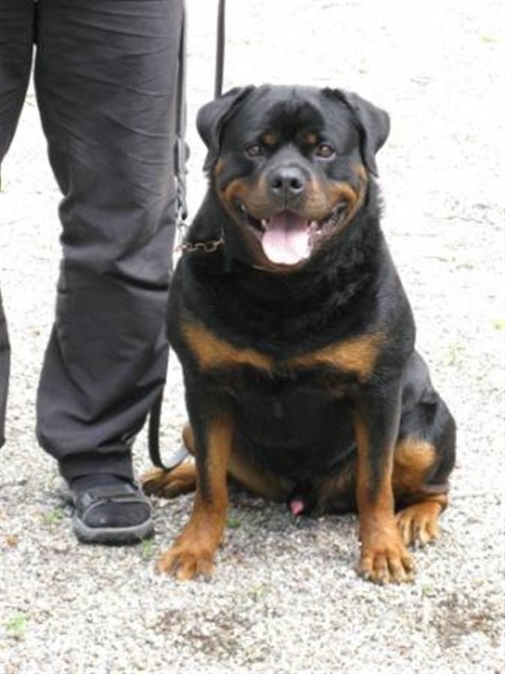 Rottweiler Zuma´s Don Benito billede 4