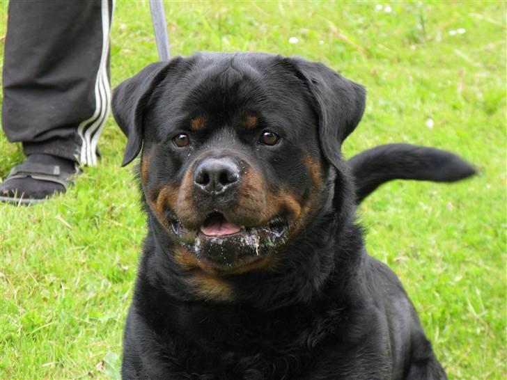 Rottweiler Zuma´s Don Benito billede 5