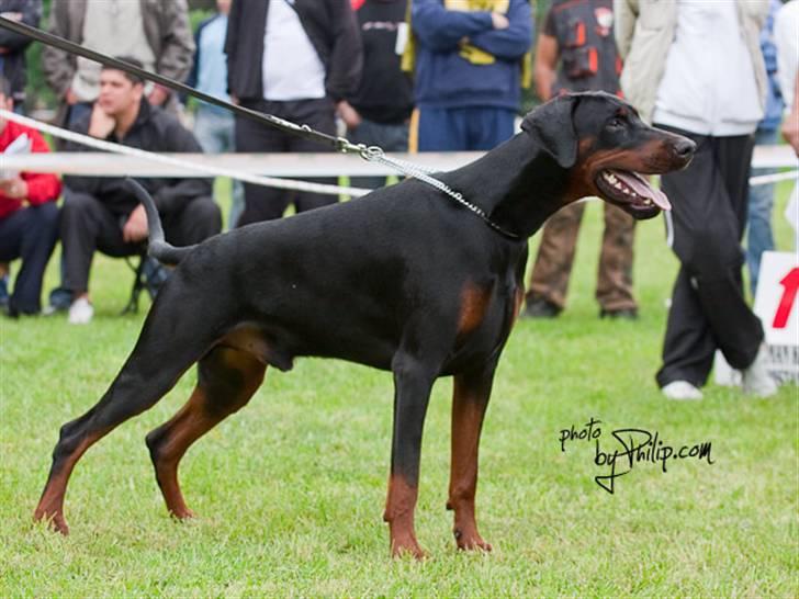 Dobermann Dobergaarden F. Athos billede 2