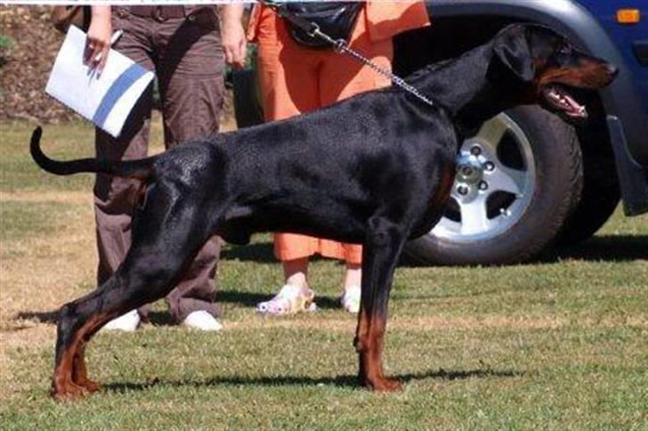Dobermann Dobergaarden F. Athos billede 4