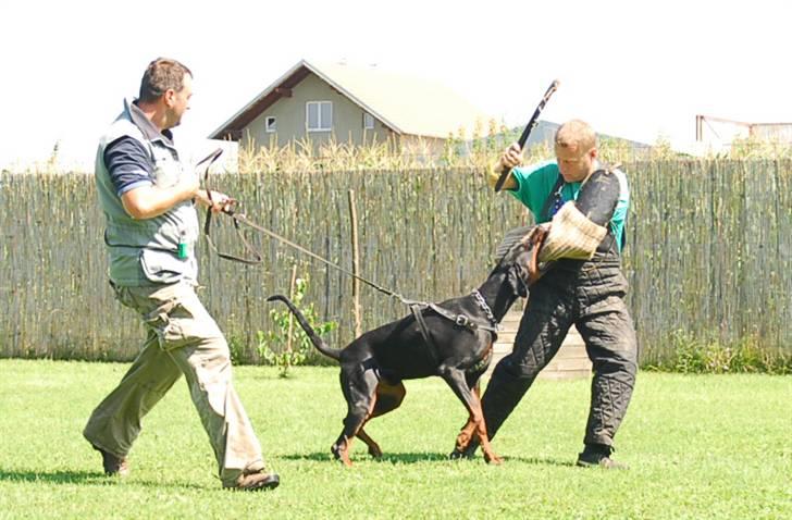 Dobermann Dobergaarden F. Athos billede 10