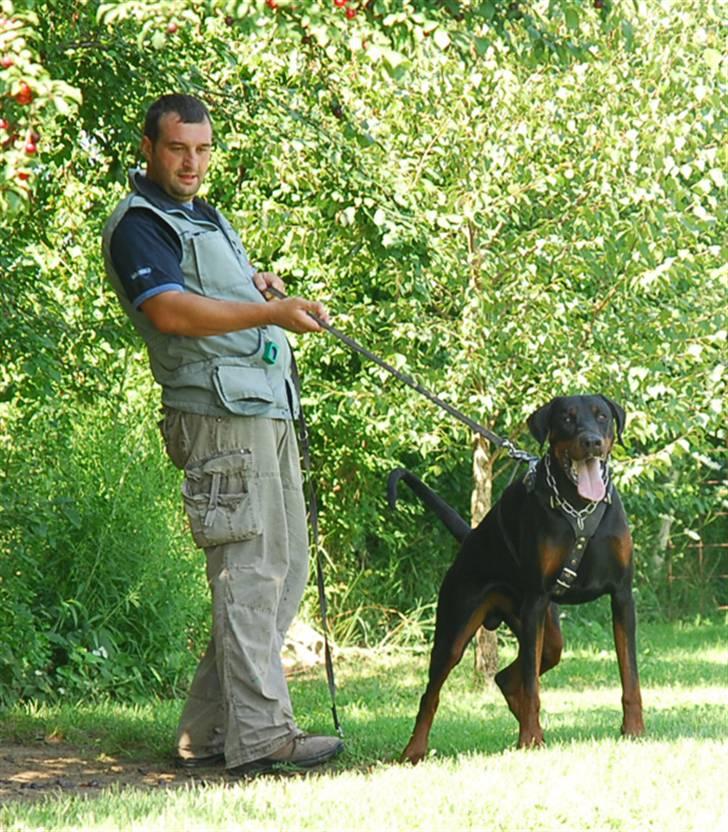 Dobermann Dobergaarden F. Athos billede 12