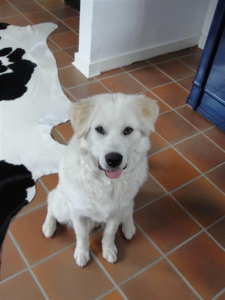 Blanding af racer Buddie [solgt] - Buddie (: billede 12