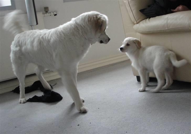 Blanding af racer Buddie [solgt] - Buddie & Mille (: billede 13