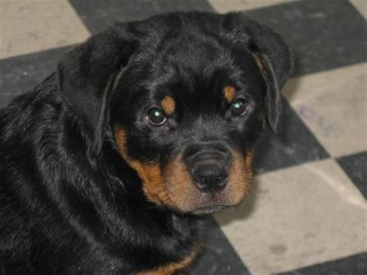 Rottweiler Coopzig Mizzy  billede 1