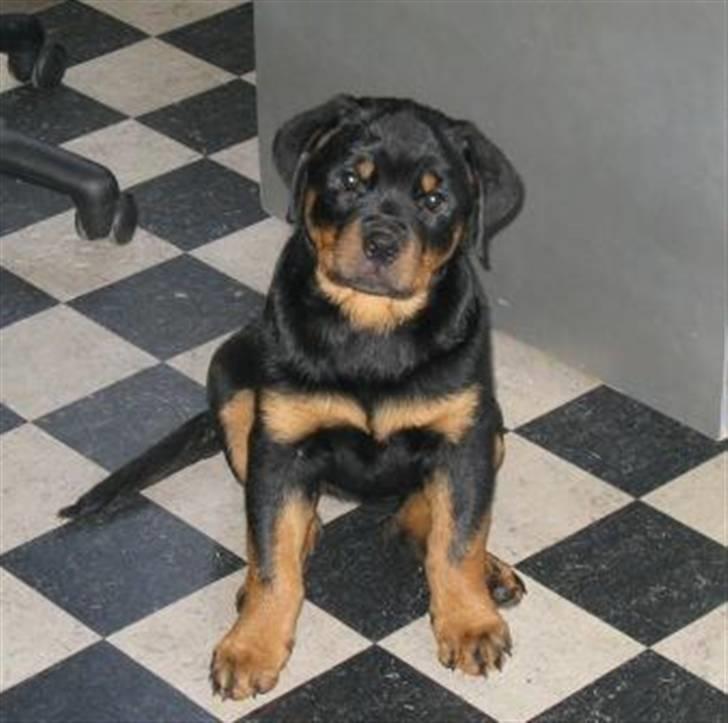 Rottweiler Coopzig Mizzy  billede 2