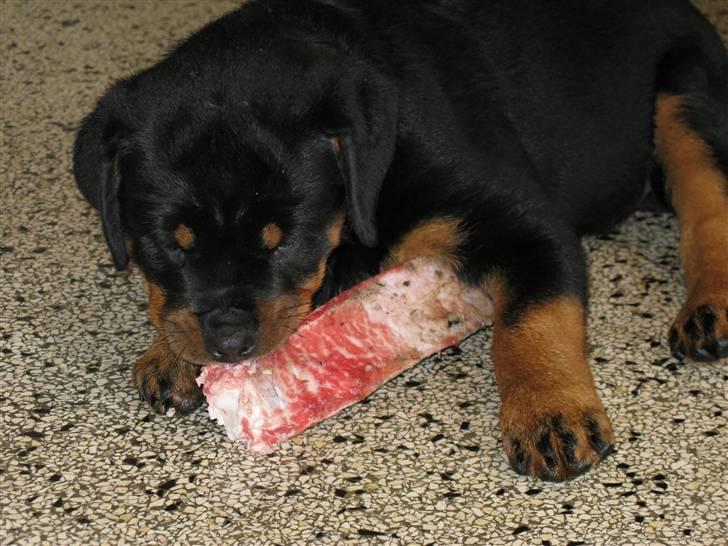 Rottweiler Coopzig Mizzy  billede 3