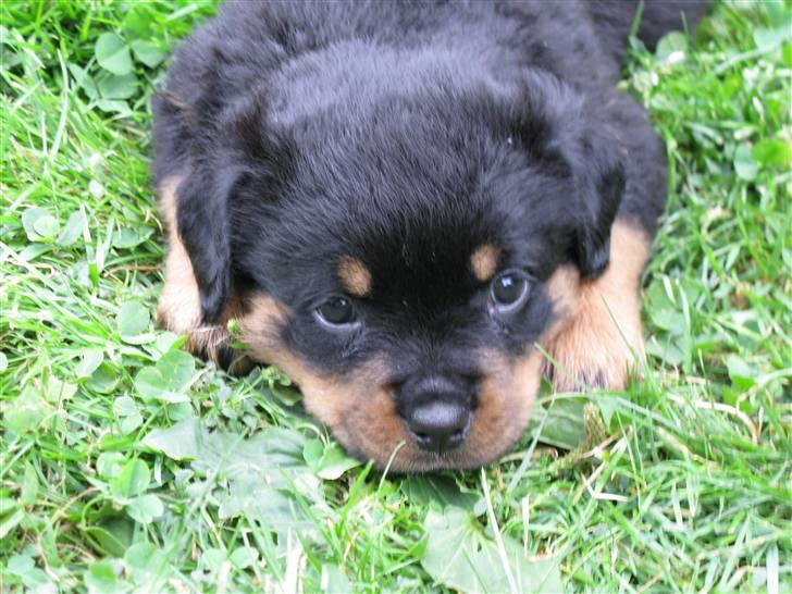 Rottweiler Coopzig Mizzy  billede 5