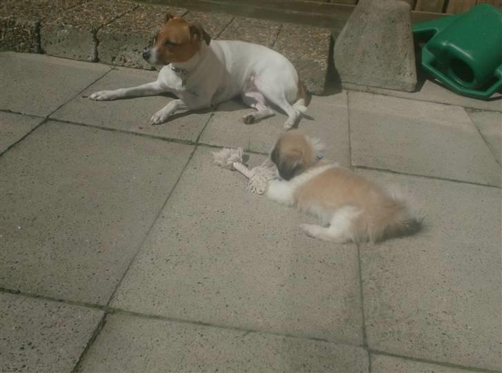 Pekingeser Paw - Nyder solen med vores gamle hund. Hun er desværre død. billede 5
