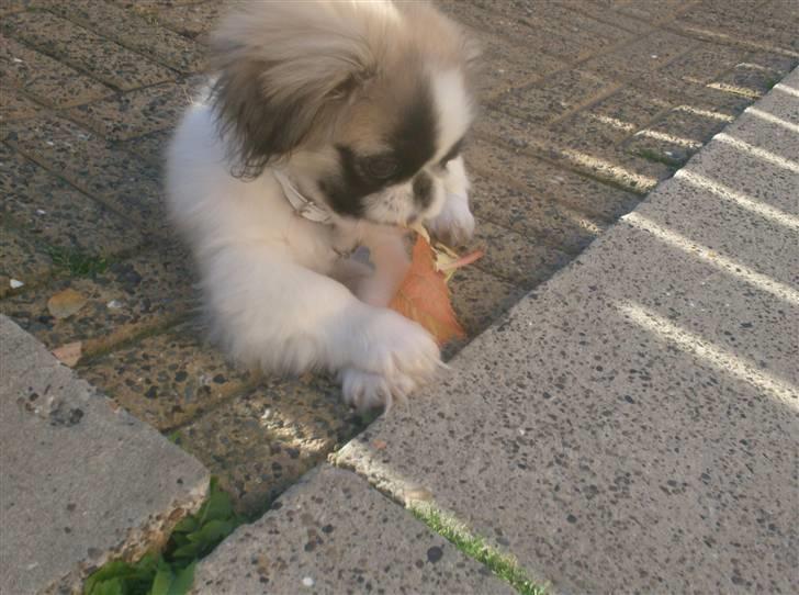 Pekingeser Paw - Vi har altid godt vejr, så jeg nyder igen solen. billede 7