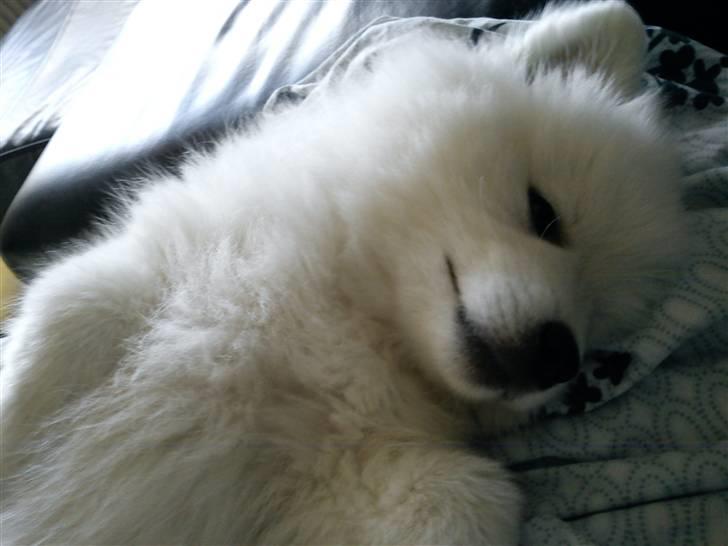 Japansk spids Sille billede 1