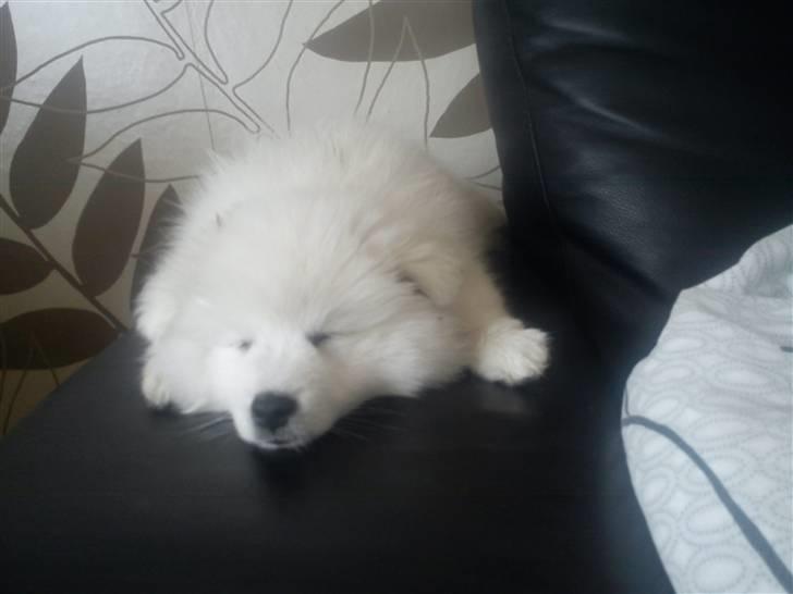 Japansk spids Sille - Træt efter skovtur  billede 2