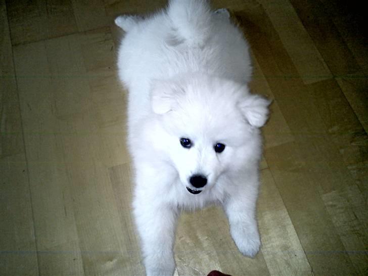 Japansk spids Sille billede 3